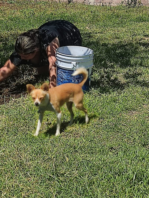 Canela
