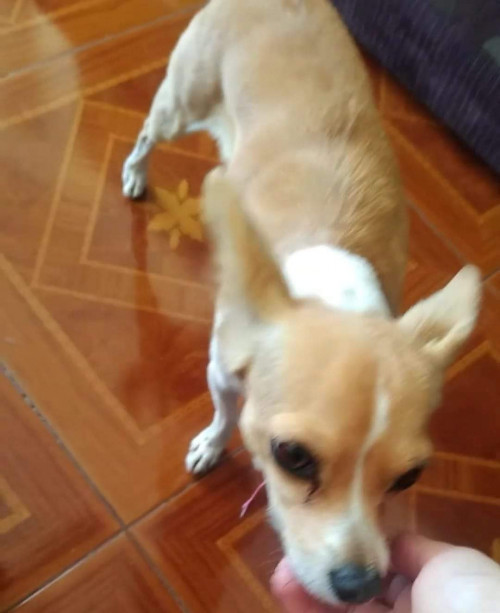 Canela