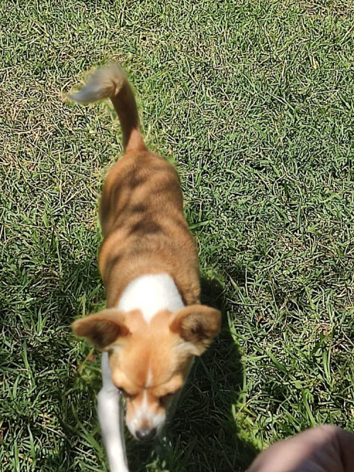 Canela
