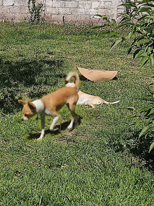 Canela