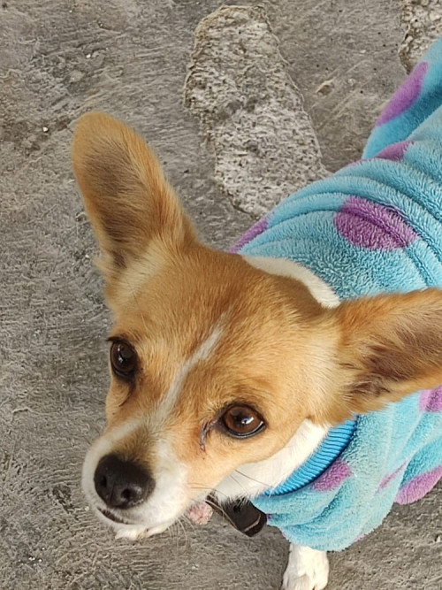 Canela