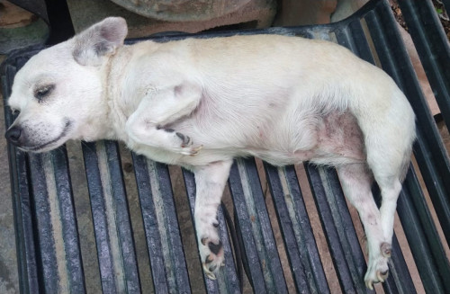 Chiquita