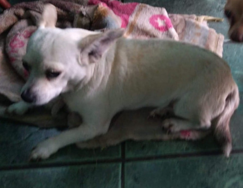 Chiquita