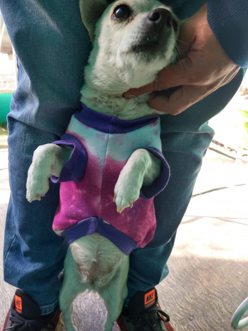 Chiquita