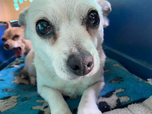 Chiquita