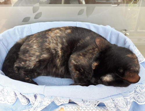 Zuri