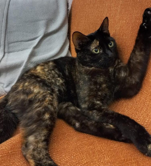 Zuri