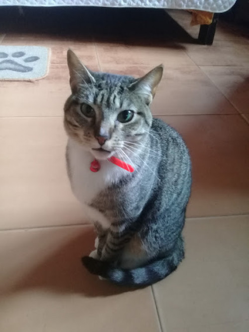 Perla
