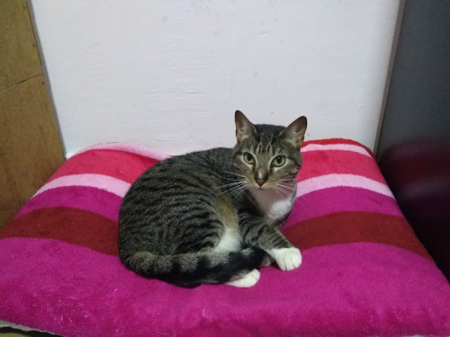 Perla
