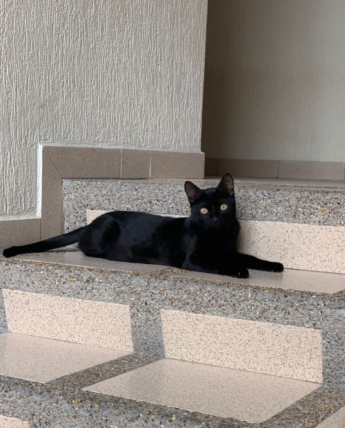 Vito
