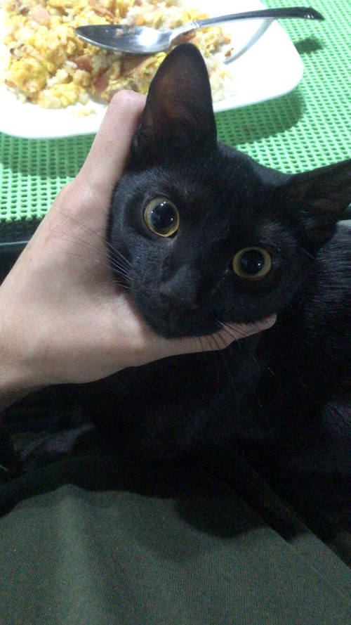 Vito