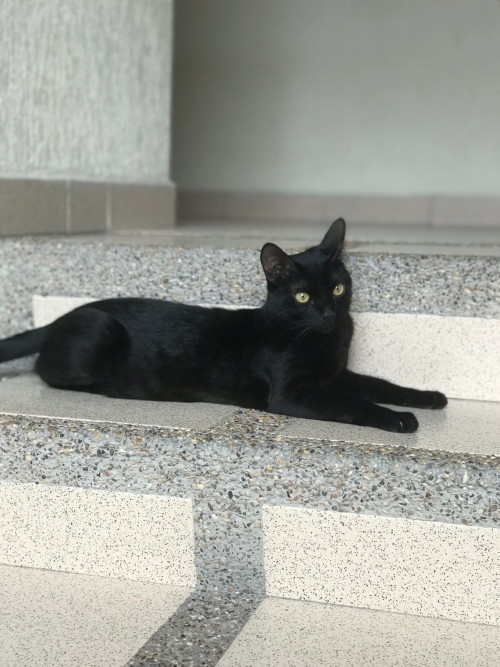 Vito