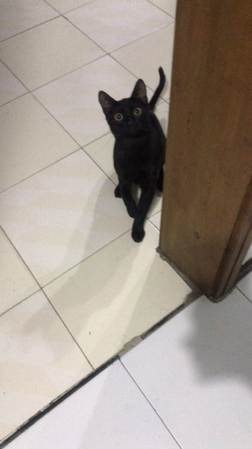 Vito