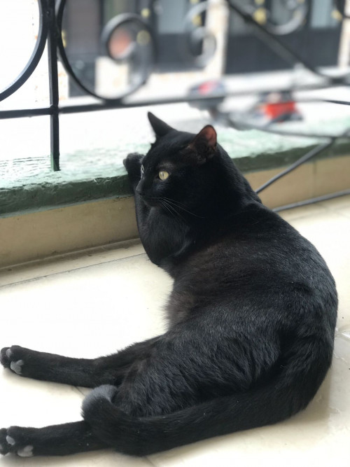 Vito
