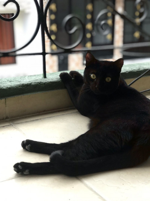 Vito