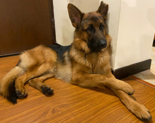 Loki