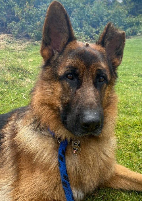 Loki