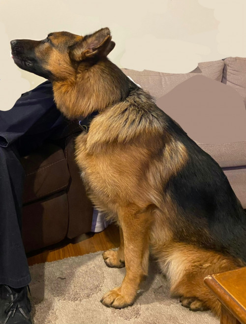 Loki