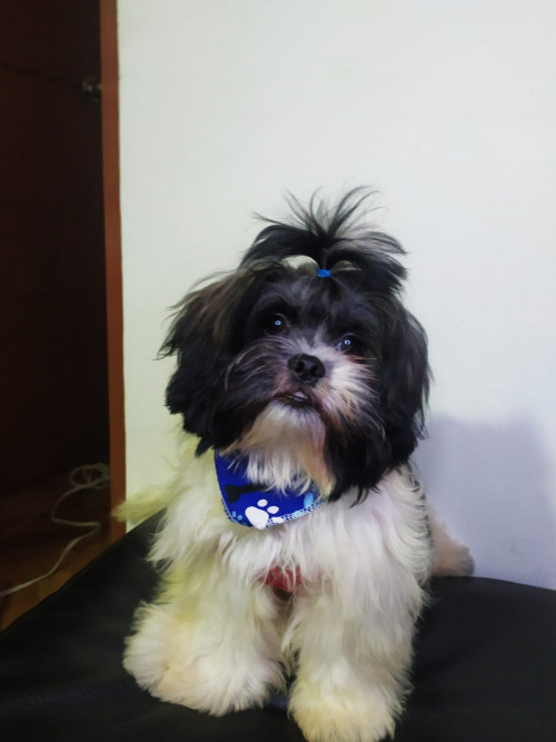 Bruno