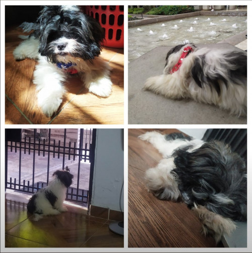 Bruno
