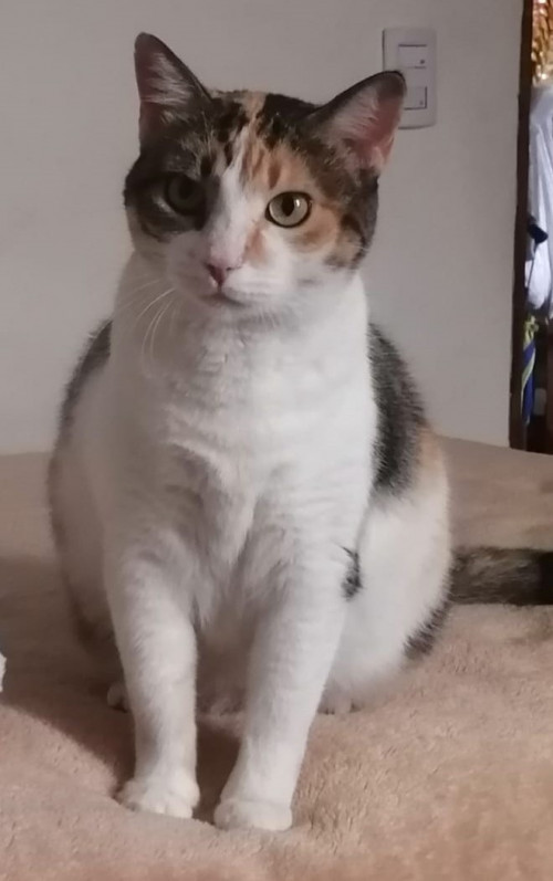 Gordita