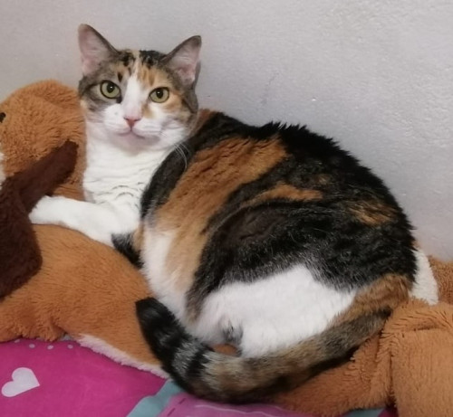 Gordita