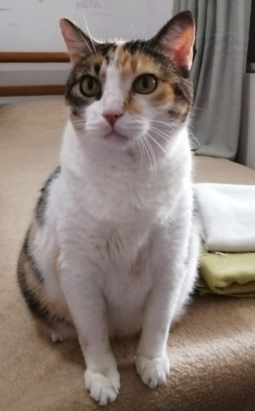 Gordita
