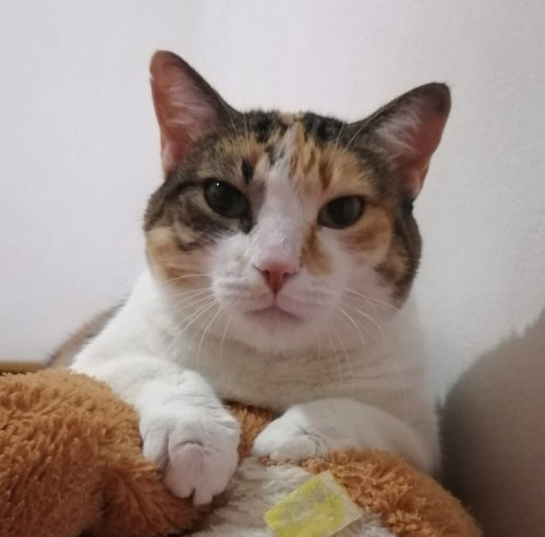 Gordita