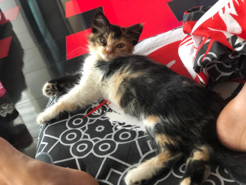 Mia
