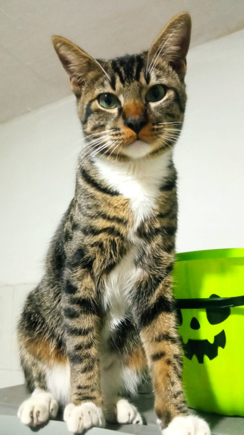 Michi