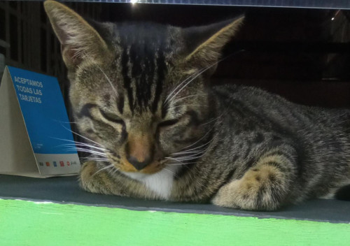 Michi