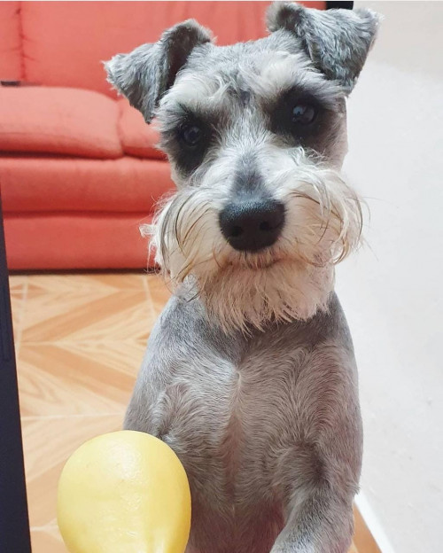 Twinky
