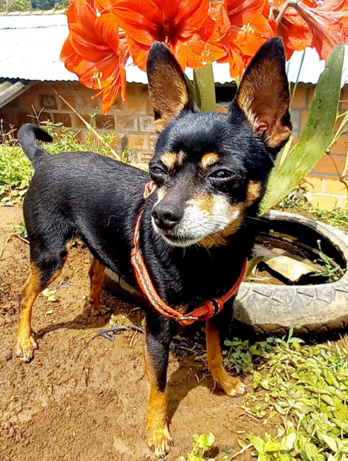Niño