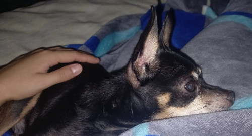 Niño