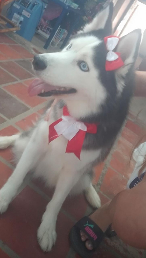 Milu