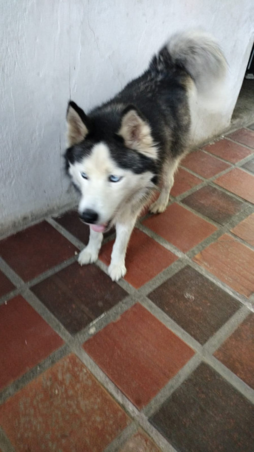 Milu