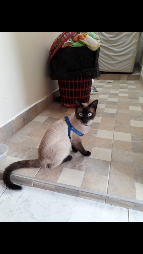 Coco