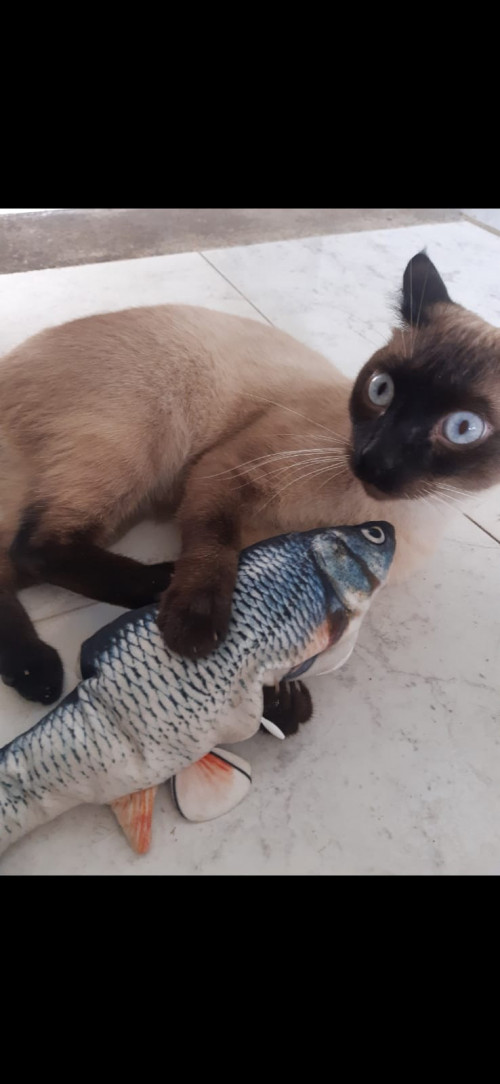 Coco