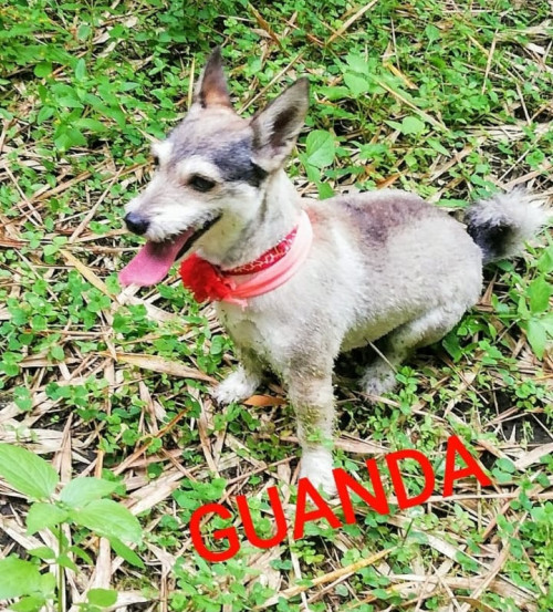 Guanda