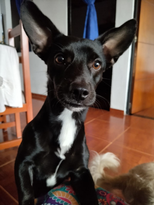 Bruno
