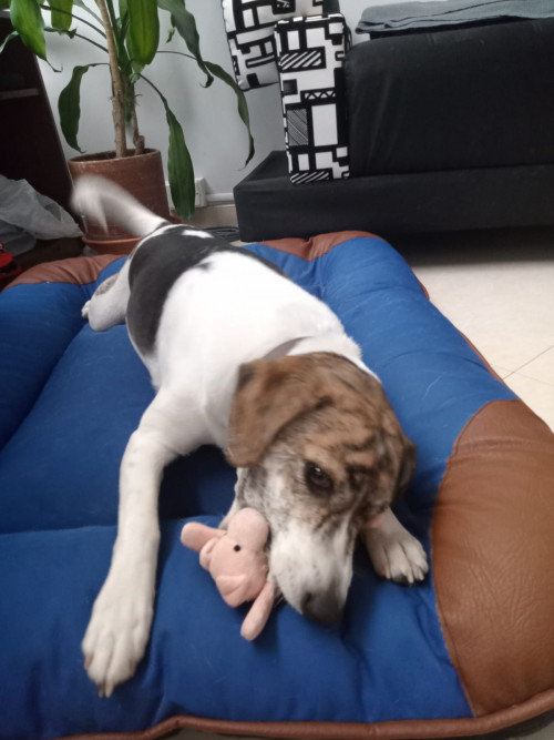 Thor