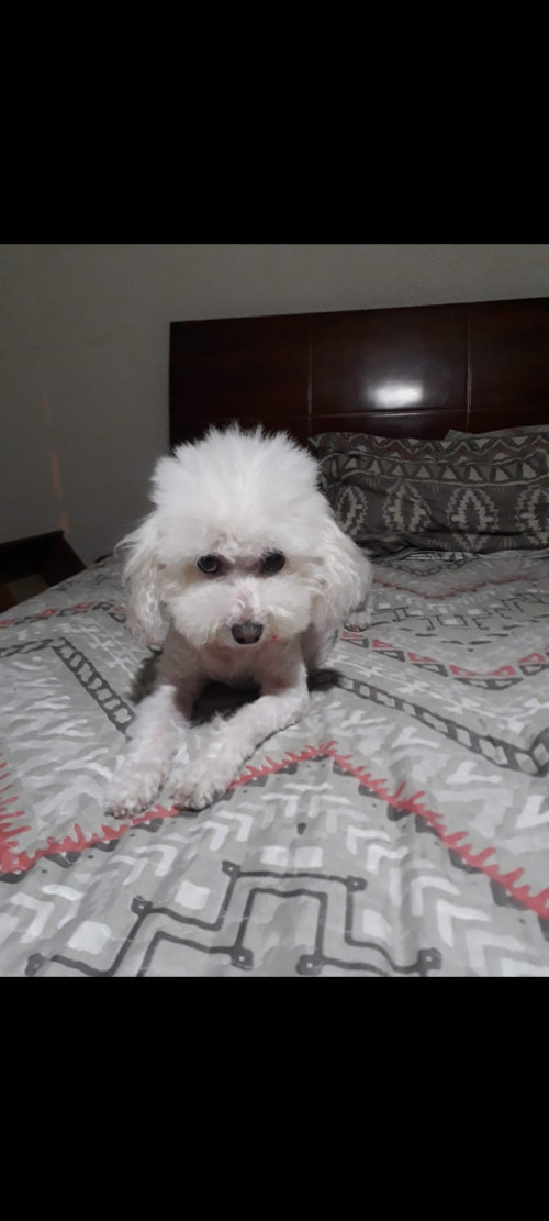 Hachi