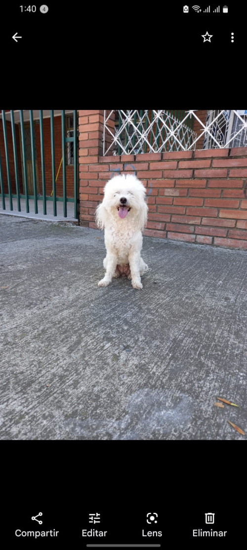 Hachi