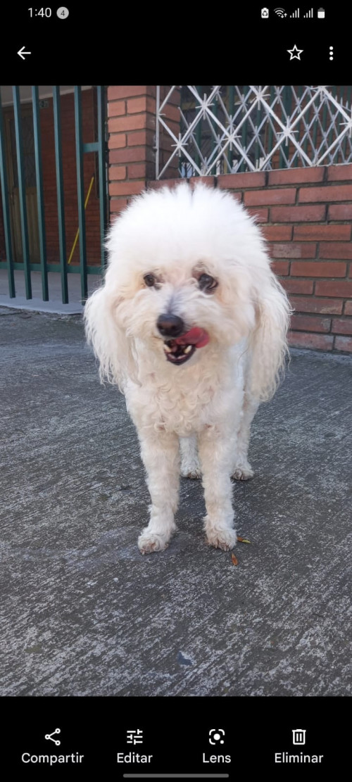 Hachi