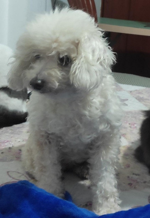 Hachi