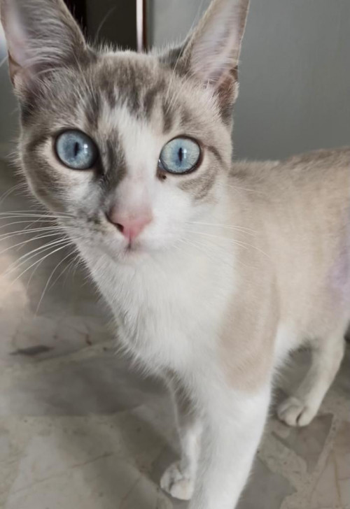 Frida
