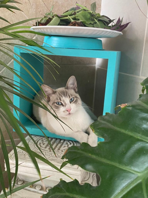 Frida