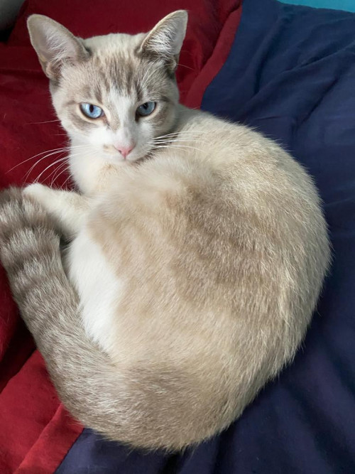 Frida