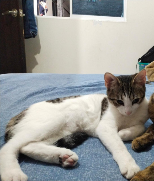 Niña