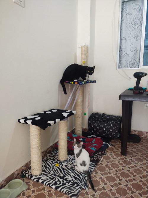 Niña